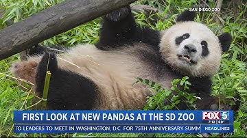 First look at new pandas at San Diego Zoo