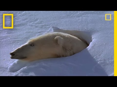 वीडियो: एक भालू मांद में कैसे सोता है