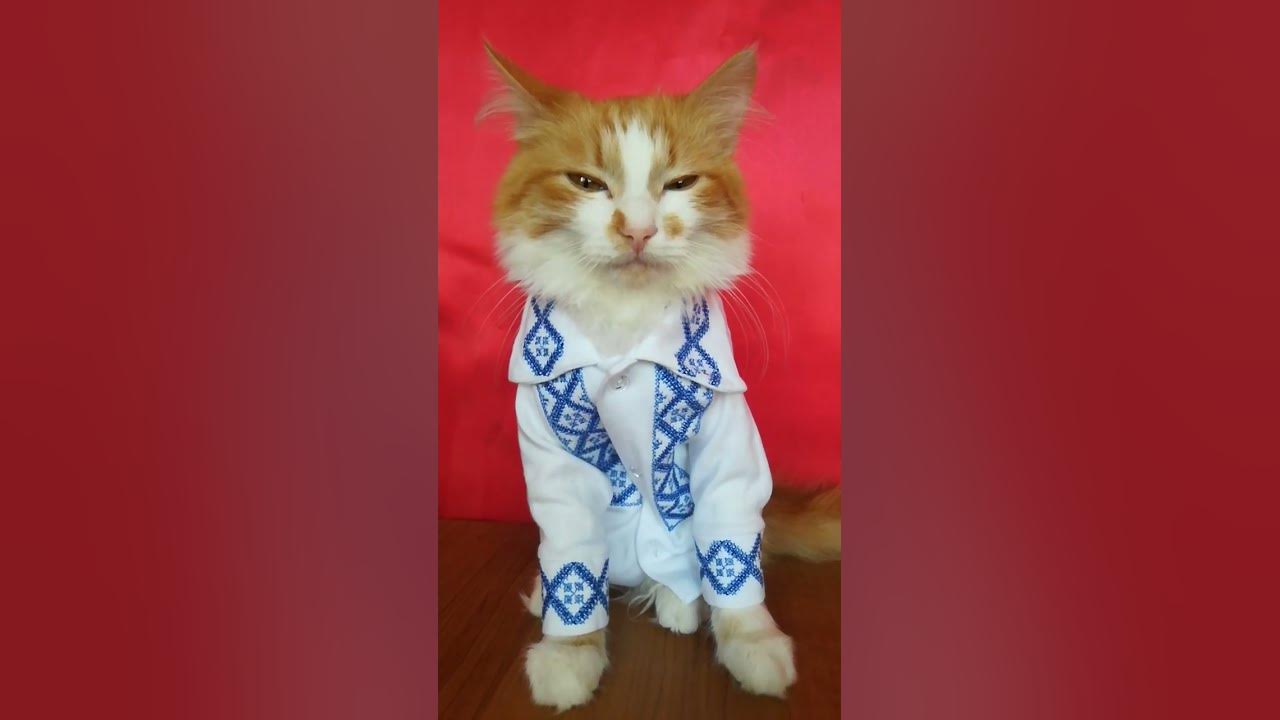 #котик # милашка - YouTube