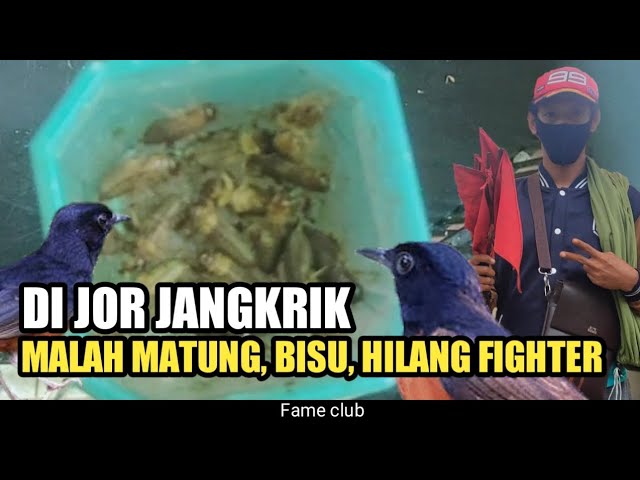 dikasih jangkrik banyak malah matung bisu dan hilang fighter class=