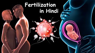 Fertilization - Pregnancy - Baby Delivery