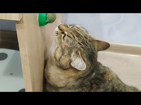 Реакция кошки на кошачью мяту