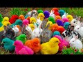Tangkap Ayam Lucu, Ayam Warna Warni, Ayam Rainbow Gokil, Kelinci, Kucing Lucu, Bebek, Hewan Lucu