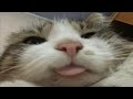 ПРИКОЛЫ С ЖИВОТНЫМИ ДО СЛЕЗ / Смешные КОТЫ 2021 / Приколы с КОТАМИ / Funny ANIMALS video #64