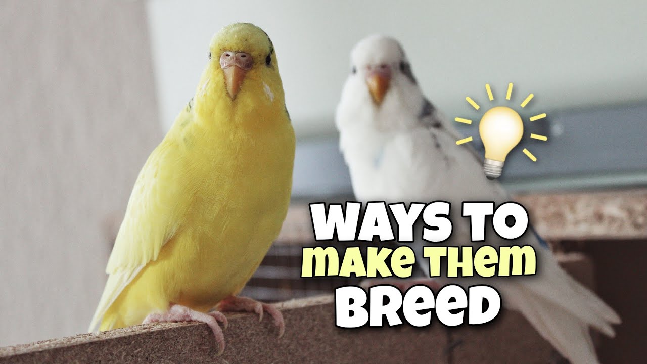 Food That Will Encourage Budgies To Breed + Pre-Breeding Diet