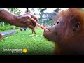 Onion Juice Remedy for Orphans