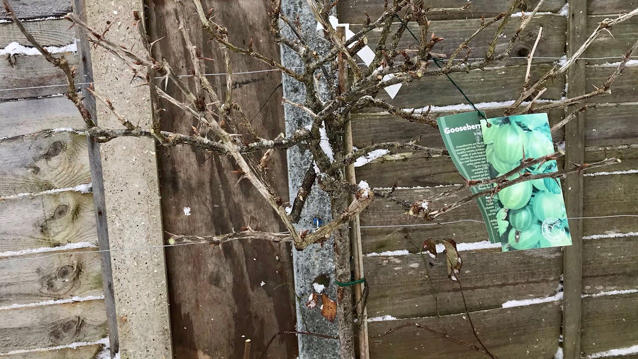 How To Prune Gooseberries, Winter Pruning Gooseberry Plants, Get