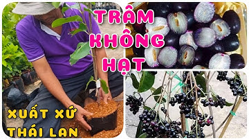 Cây Trâm không hạt xuất xứ Thái Lan | 0386569374 - Ngọc Ngân Bến Tre | Chuyên cây độc lạ