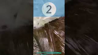 5 Second Waterfall Countdown CLOCK timer ORIGINAL SOUND!Short
