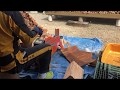 電動薪割り機で針葉樹割り（節少ないタイプ）