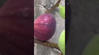 Fresh fig (anjeer)from my garden shortvideo figtree janah fruit satisfying kitchengarden vir