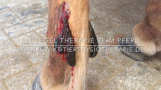 Blutegeltherapie beim Pferd