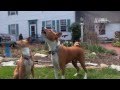 Dogs 101 - Basenji の動画、YouTube動画。