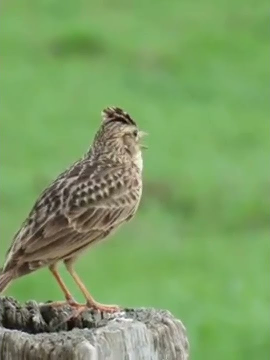 Branjangan sanma di padang savana #shorts