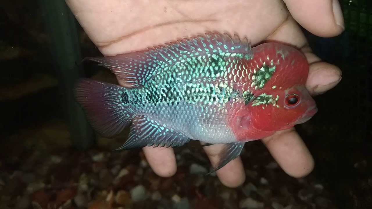 Flowerhorn fish for sale in Coimbatore YouTube