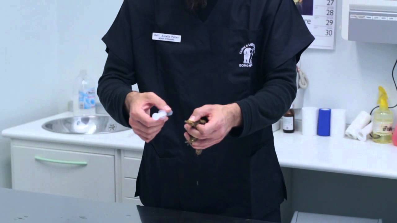 SOMMINISTRAZIONE FARMACI TARTARUGHE - clinica veterinaria borghesiana - Roma
