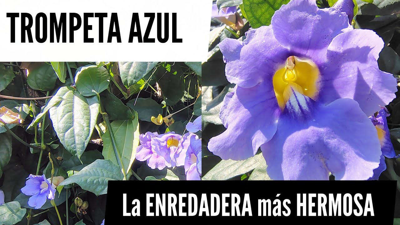 Cómo cuidar la Trompeta Azul 💙/ Trepadora 💚 
