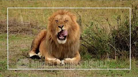 Animal Sounds for Children 20 Amazing Animals