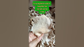 Củ ráy rừng bạc hà núi #củ_ráy #curay #bạc_hà_núi