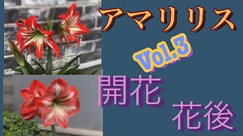 アマリリス Mp3