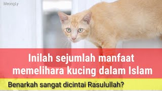 Manfaat Memelihara Kucing Dalam Islam | Banyak Pahalanya by MeongLy 72 views 2 years ago 7 minutes, 23 seconds