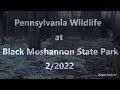 Pennsylvania Wildlife at Black Moshannon State Park 2/2022