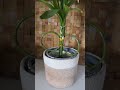 #Plant therapy @home#shorts