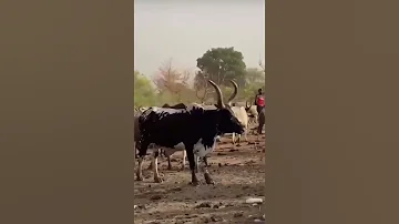 Johnson Joke Lal NyanWeng 