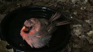 Cardinal taking a bath