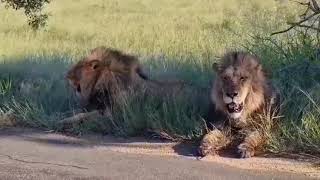 Casper the white lion and brothers drinking water from tarred road - Satara, Kruger Park