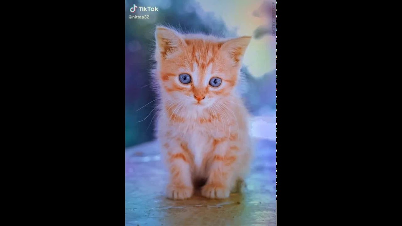 Video kucing lucu Dan unik di dunia - YouTube