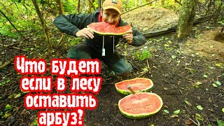 ✅ТАЙНЫ ЛЕСА ФОТОЛОВУШКА ЗАСНЯЛА КАКИЕ ЗВЕРИ ПРИДУТ ЛАКОМИТЬСЯ АРБУЗОМ