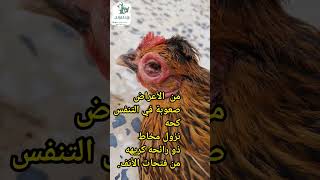 مرض الكوريزا في الدجاج (الزكام المعدي)#coryza #disease