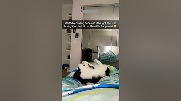 Funniest Cat ❤️ Kitten meowing 🙀 # Episode 6933