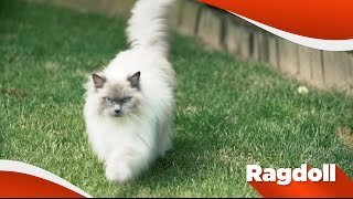 Ragdoll