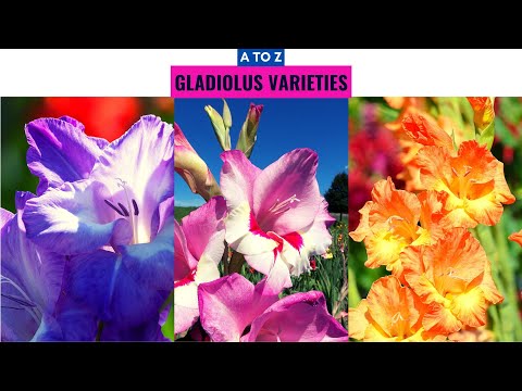 Gladiolus Varieties A to Z