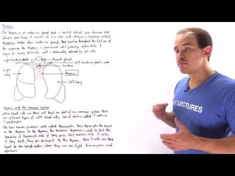 Video: Thymus Hormones And Their Functions: Table