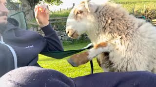 Knocked over by a lamb! by Lee Walters 4,244 views 7 months ago 37 seconds