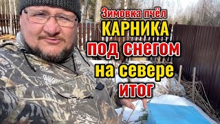 Итог Экстремальной  зимовки пчёл породы Карника в Сибири, на улице, под снегом.