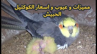 مميزات و عيوب و اسعار الكوكتيل الحبشي