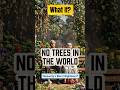 What If All Trees Vanished? Earth’s Slow Collapse Will Shock You 🌍🌳