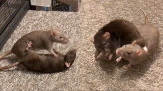 Mocha vs Bean  Rats Wrestling Compilation!