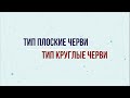 Типы Плоские и Круглые черви