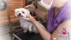 Wild dog maltese grooming - I was mean to groom two years ago, Im still going to be mean now