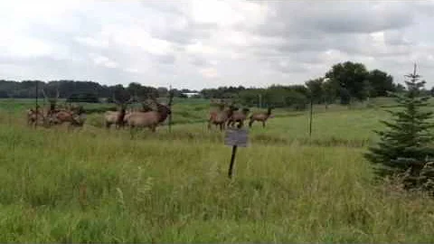 Moose Surprise
