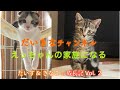 だいきなチャンネル「えっちゃんの家族になる」だいず&きなこ【成長記Vol.2】