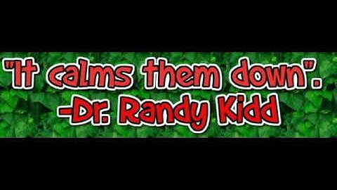 Does Catnip Affect Dogs?