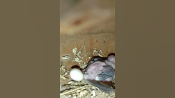 Java Bird chick #shortvideo #reels #trending #trendingshorts #viral #youtubeshorts #birds #shorts