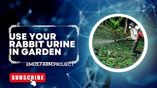 Rabbit keeping:Rabbit Urine processing method to use it as pestcide