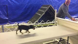 Hunt Terrier Puppy Agility Action Superstar Gibby Von Prufen Funny Confident & Amazing 15 Wks